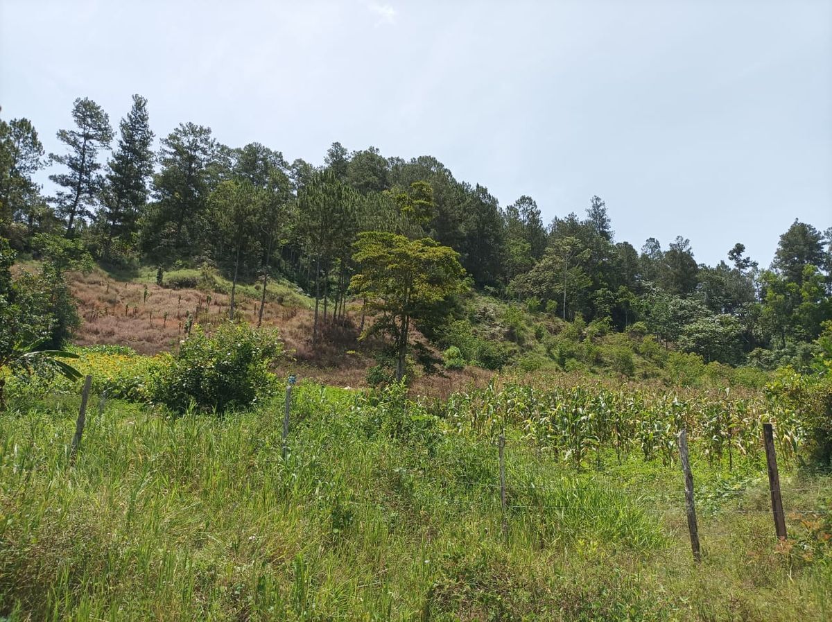 Terreno ideal para construir cabañas o villas Foto 7322072-3.jpg