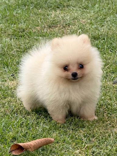 Pomerania Macho Diminuto 0.9 lb  Pedigree  2 Vacunas  VEAS Poms Foto 7322075-2.jpg