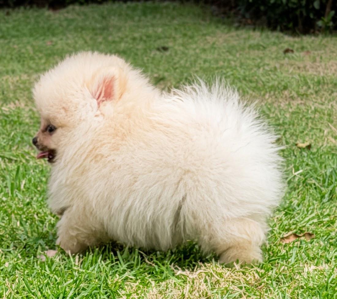 Pomerania Macho Diminuto 0.9 lb  Pedigree  2 Vacunas  VEAS Poms Foto 7322075-3.jpg