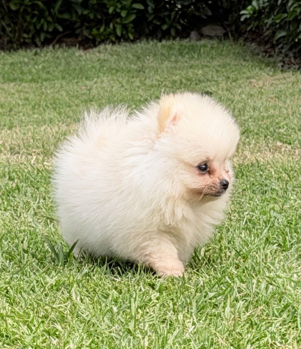 Pomerania Macho Diminuto 0.9 lb  Pedigree  2 Vacunas  VEAS Poms Foto 7322075-4.jpg