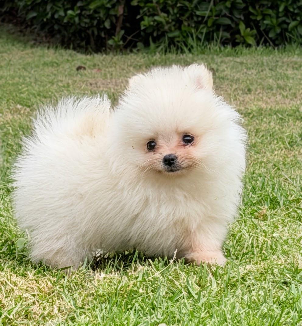 Pomerania Macho Diminuto 0.9 lb  Pedigree  2 Vacunas  VEAS Poms Foto 7322075-5.jpg