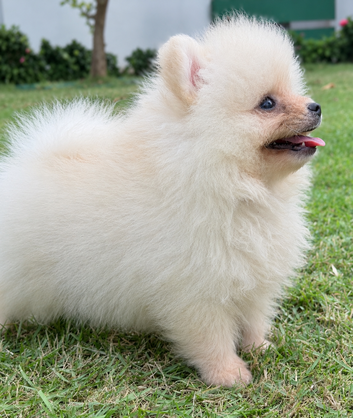 Pomerania Macho cara de oso  Pedigree  2 Vacunas  VEAS Poms Foto 7322076-2.jpg