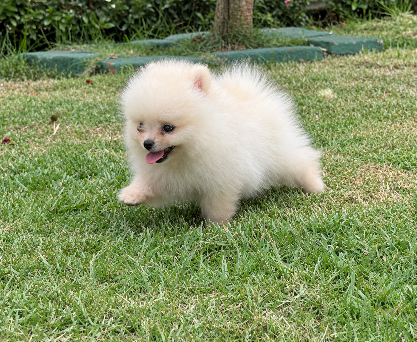 Pomerania Macho cara de oso  Pedigree  2 Vacunas  VEAS Poms Foto 7322076-3.jpg