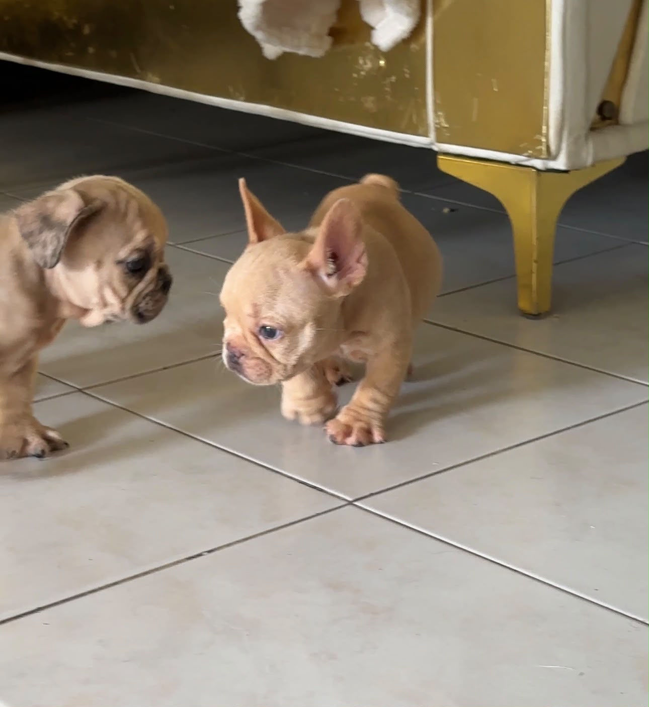 OFERTA CACHORRO BULLDOG FRANCES HEMBRA CON PEDIGRI EN UBICADO EN SANTO Foto 7322131-1.jpg