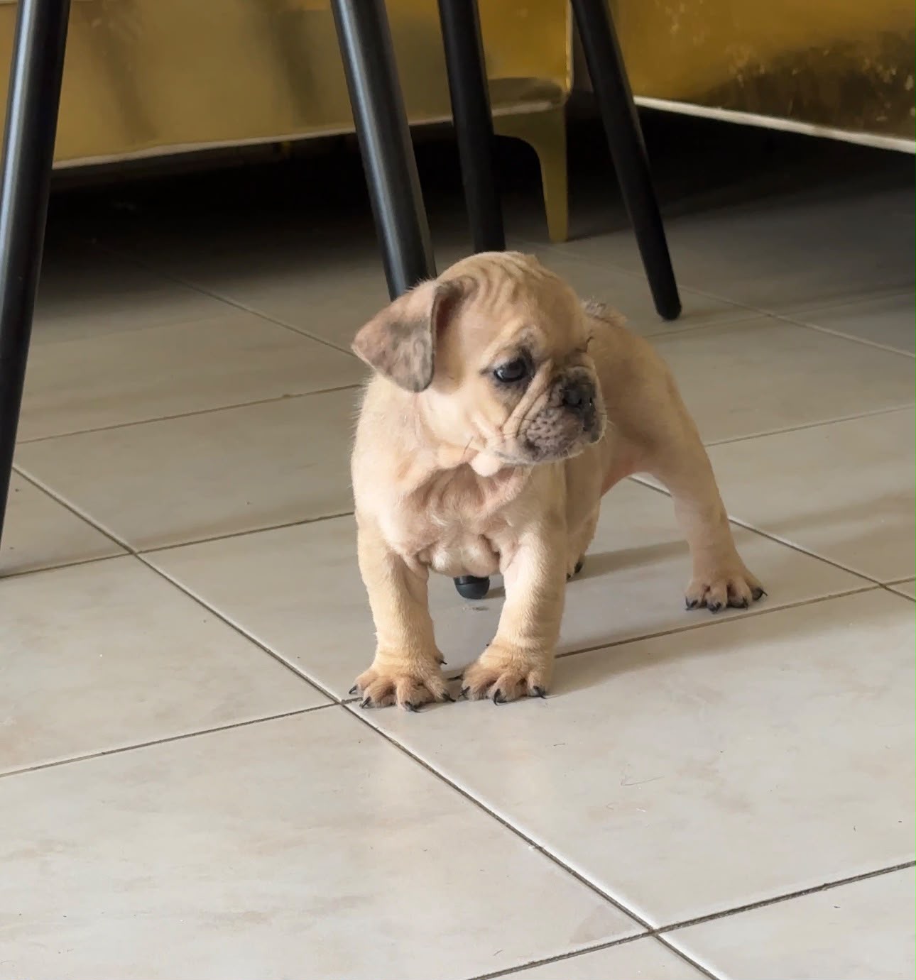 OFERTA CACHORRO BULLDOG FRANCES HEMBRA CON PEDIGRI EN UBICADO EN SANTO Foto 7322131-2.jpg