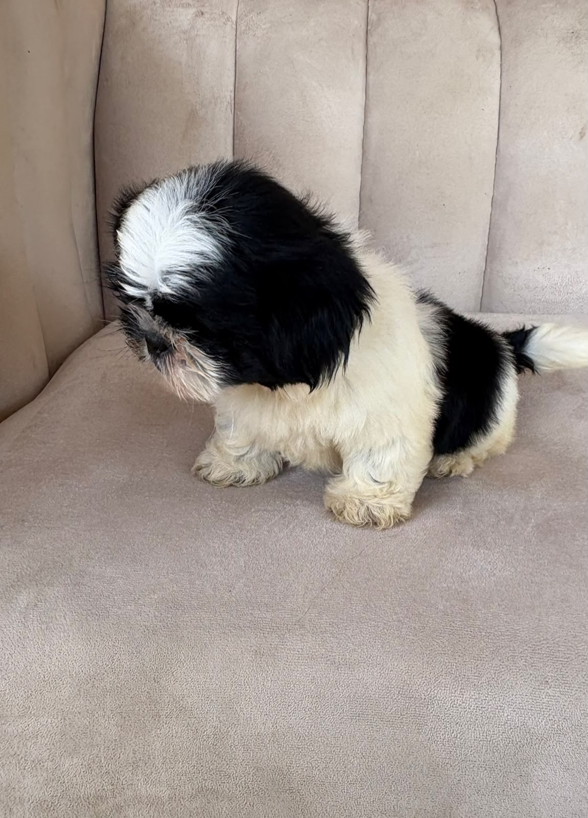 OFERTA CACHORRO SHIH TZU HEMBRA UBICADO EN SANTO DOMINGO Y TIENE SU VA Foto 7322245-2.jpg