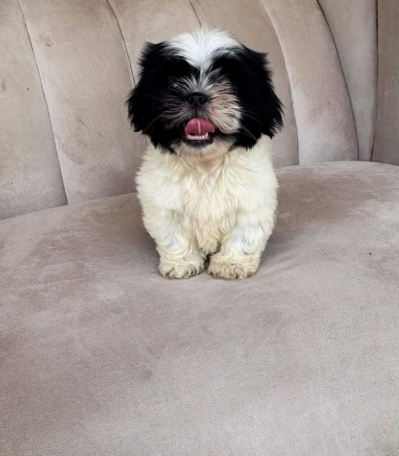 OFERTA CACHORRO SHIH TZU HEMBRA UBICADO EN SANTO DOMINGO Y TIENE SU VA Foto 7322245-3.jpg