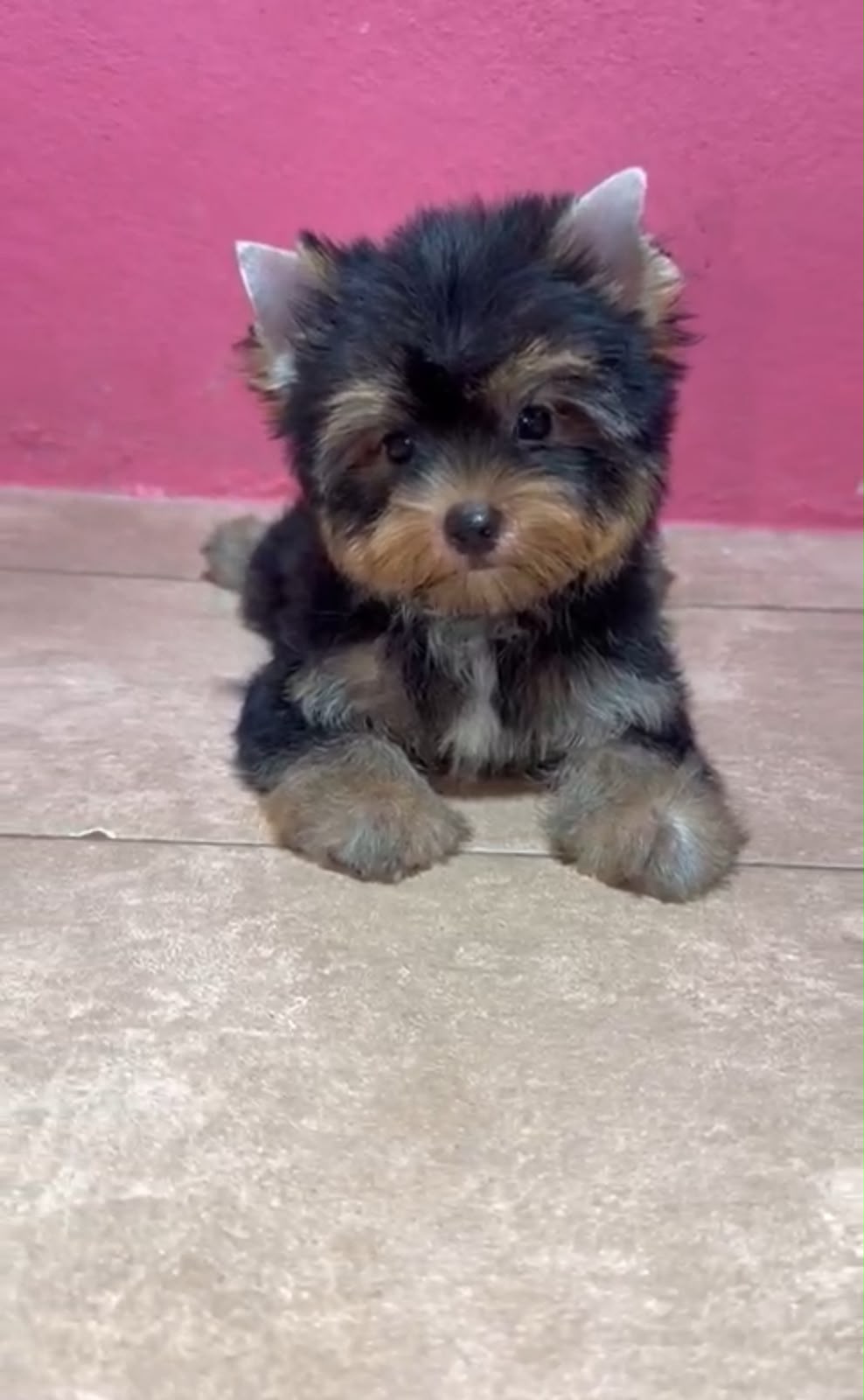 OFERTA CACHORRO YORKIE MACHO UBICADO EN SANTO DOMINGO Y TIENE SU VACUN Foto 7322246-1.jpg