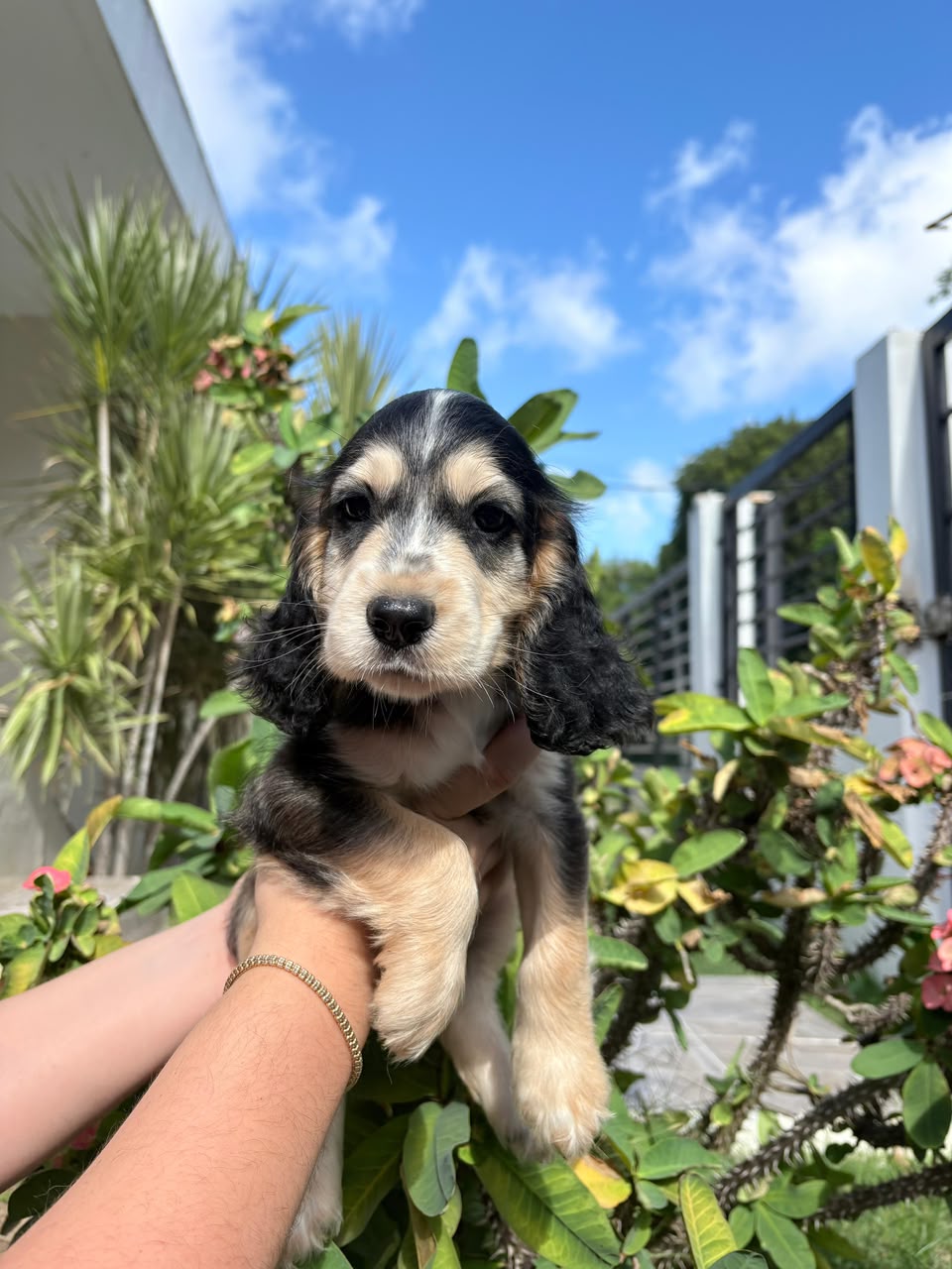 OFERTA CACHORRO COCKER SPANIEL AMBOS SEXO UBICADO EN SANTO DOMINGO Y T Foto 7322247-1.jpg