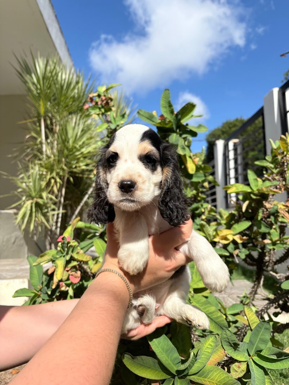 OFERTA CACHORRO COCKER SPANIEL AMBOS SEXO UBICADO EN SANTO DOMINGO Y T Foto 7322247-2.jpg