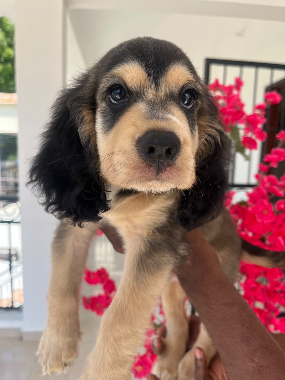 OFERTA CACHORRO COCKER SPANIEL AMBOS SEXO UBICADO EN SANTO DOMINGO Y T Foto 7322247-3.jpg