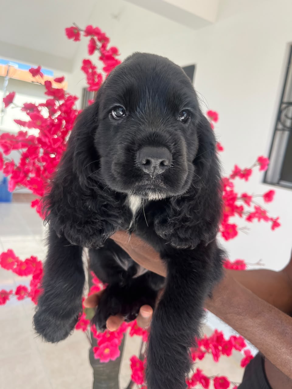 OFERTA CACHORRO COCKER SPANIEL AMBOS SEXO UBICADO EN SANTO DOMINGO Y T Foto 7322247-4.jpg