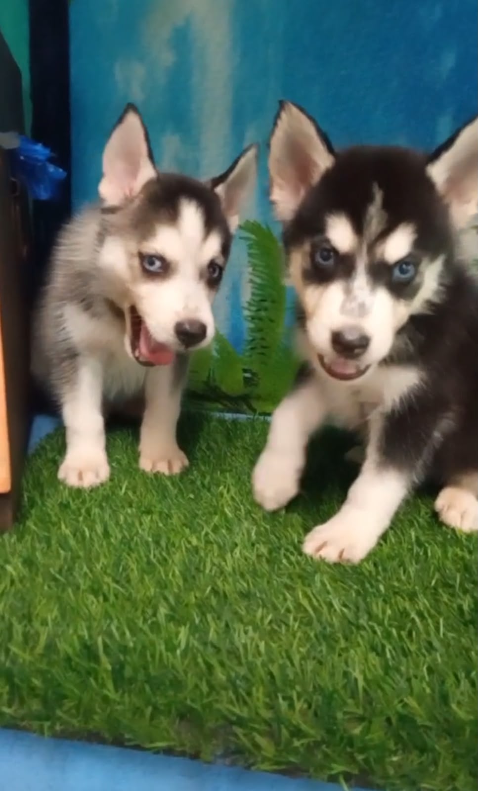 OFERTA CACHORRO HUSKY MACHO UBICADO EN SANTO DOMINGO Y TIENE SU VACUNA Foto 7322467-3.jpg