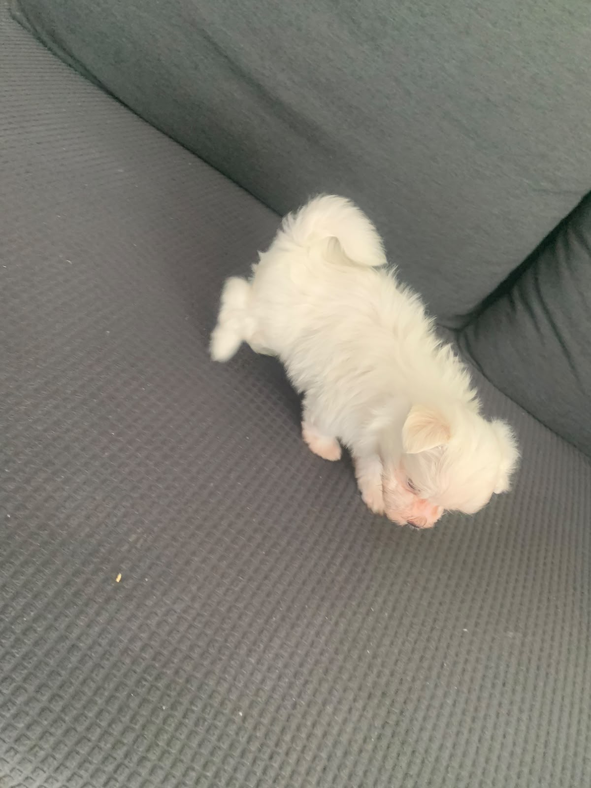 OFERTA CACHORRO MALTÉS MACHO UBICADO EN SANTO DOMINGO Y TIENE SU VACUN Foto 7322469-1.jpg