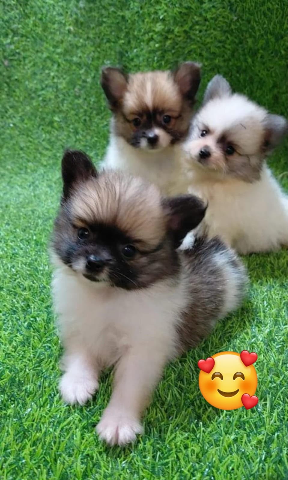 OFERTA CACHORRO POMERANIA MACHO UBICADO EN SANTO DOMINGO Y TIENE SU VA Foto 7322470-1.jpg