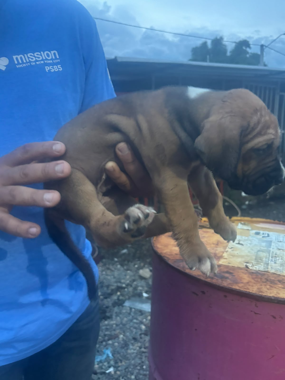 ESPECIAL DE CACHORRO FILA HEMBRA UBICADO EN SANTO DOMINGO Y TIENE SU V Foto 7322540-2.jpg