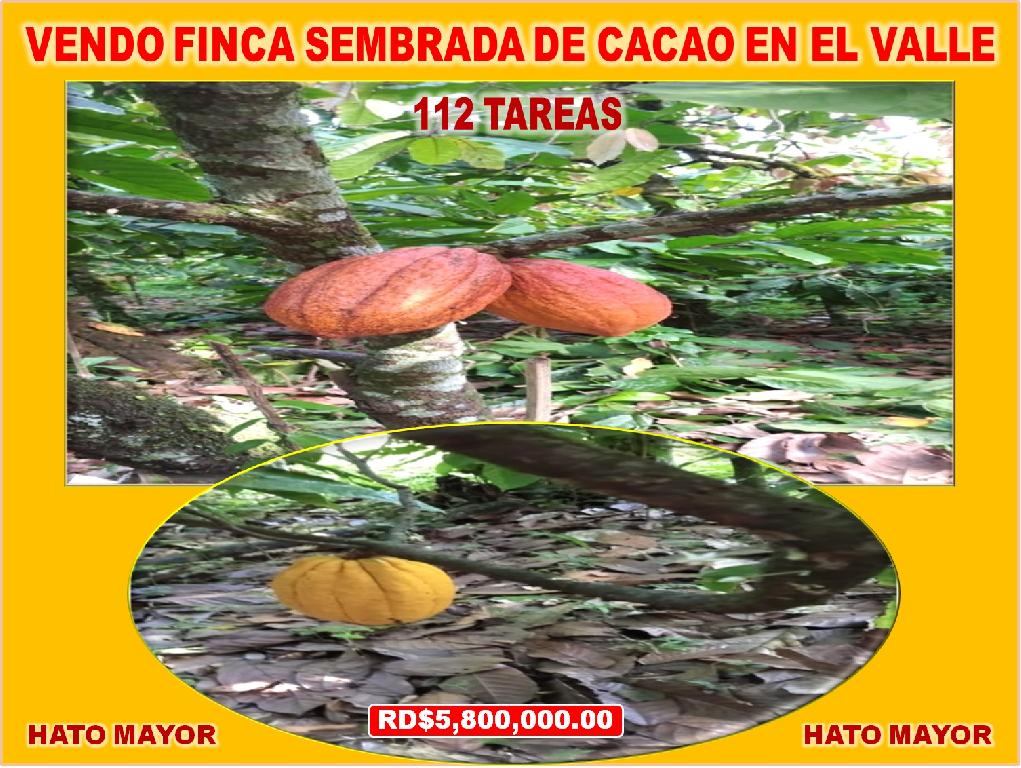 ULTIMA REBAJA en Finca de CACAO en PRODUCCION 112 tareas en El Valle d Foto 7322552-1.jpg