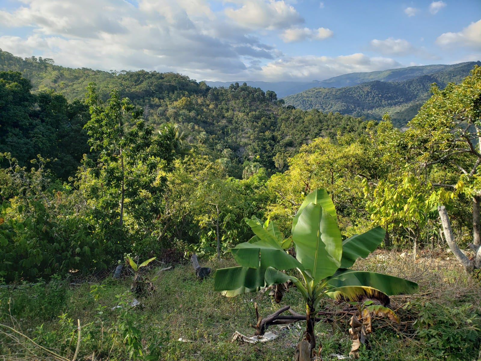 Vendo Finca de AGUACATE en Paraíso BARAHONA 255600 Mts.2 VISTA AL MAR  Foto 7322553-2.jpg