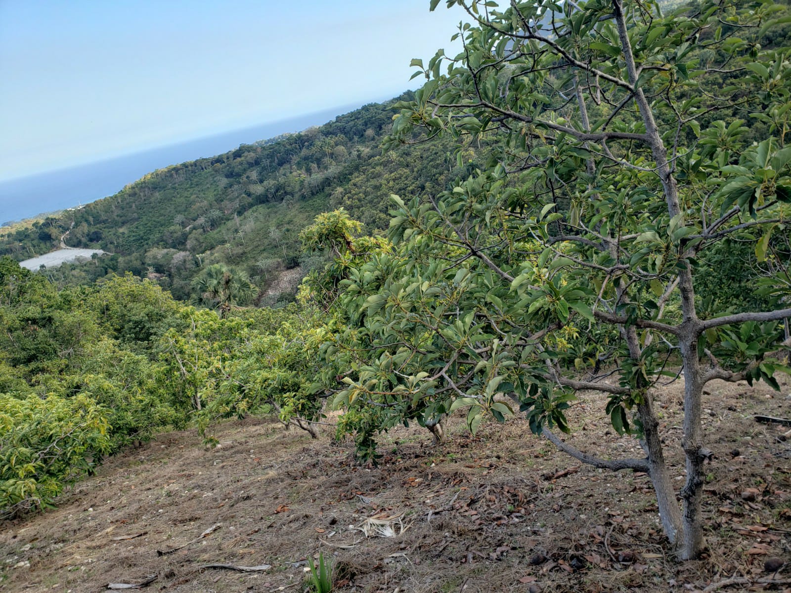 Vendo Finca de AGUACATE en Paraíso BARAHONA 255600 Mts.2 VISTA AL MAR  Foto 7322553-6.jpg