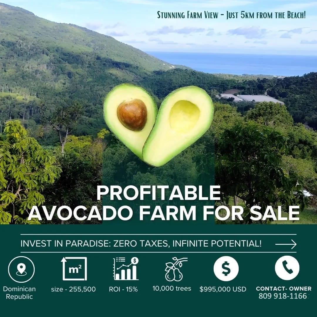 Vendo Finca de AGUACATE en Paraíso BARAHONA 255600 Mts.2 VISTA AL MAR  Foto 7322553-9.jpg