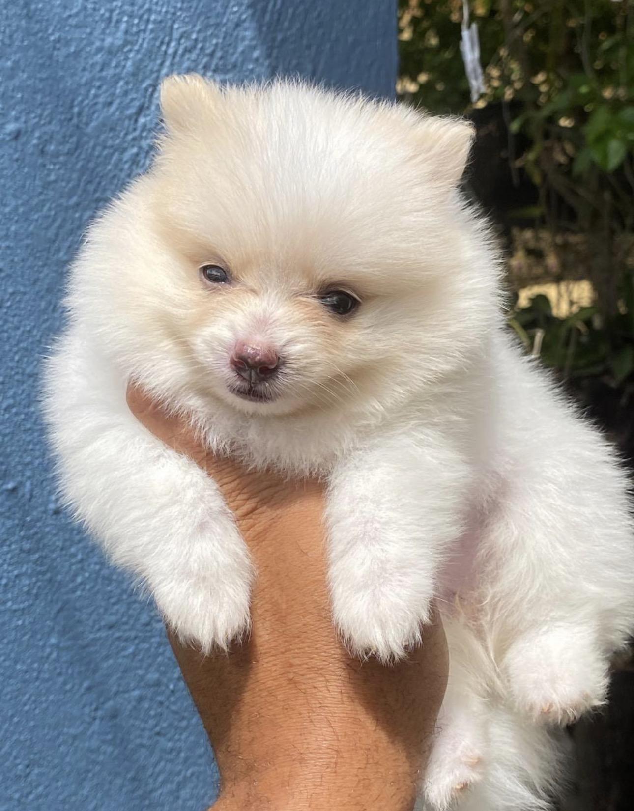 Pomerania Ambos Sexos  Foto 7322652-4.jpg