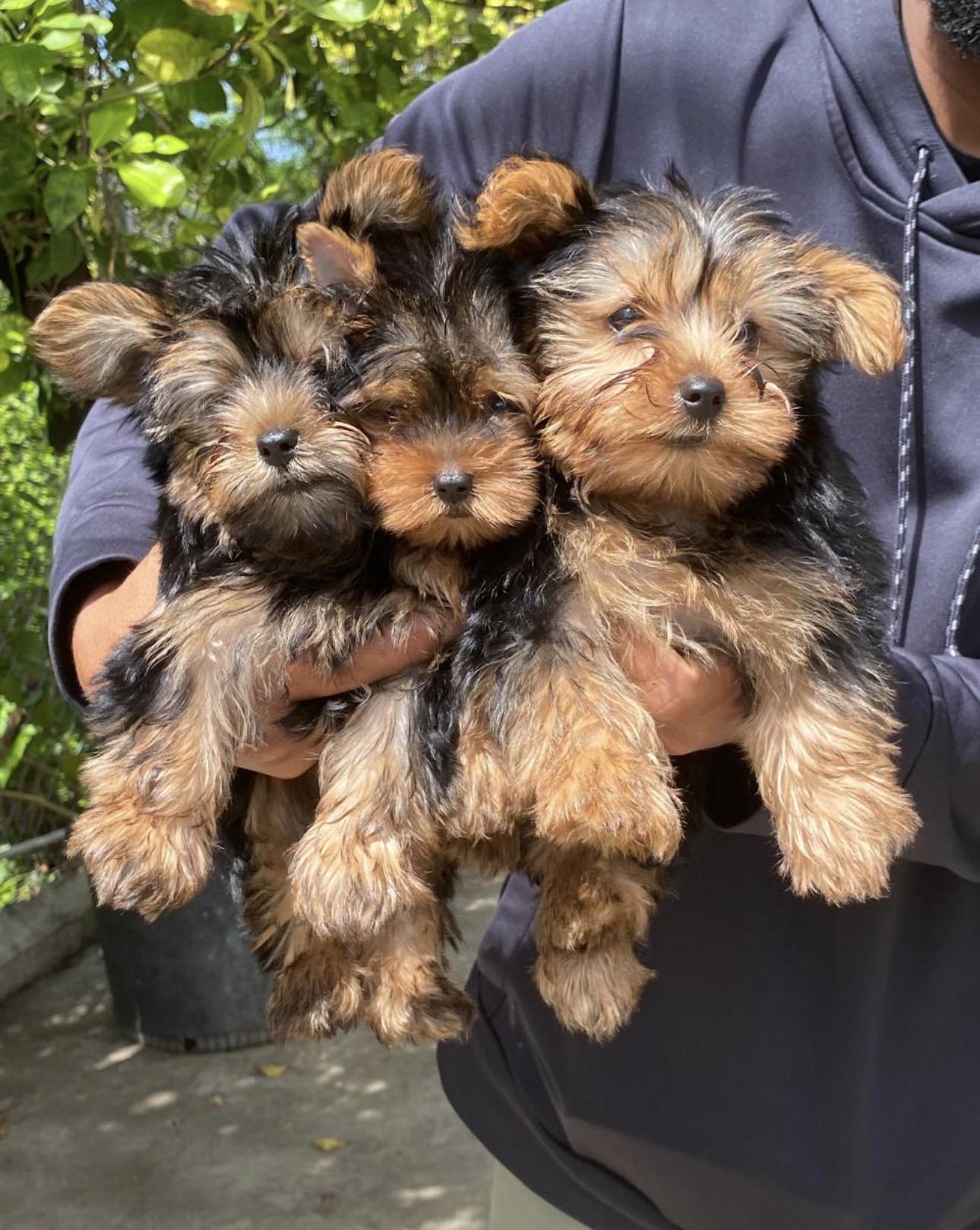 Yorkie Ambos Sexos  Foto 7322653-3.jpg