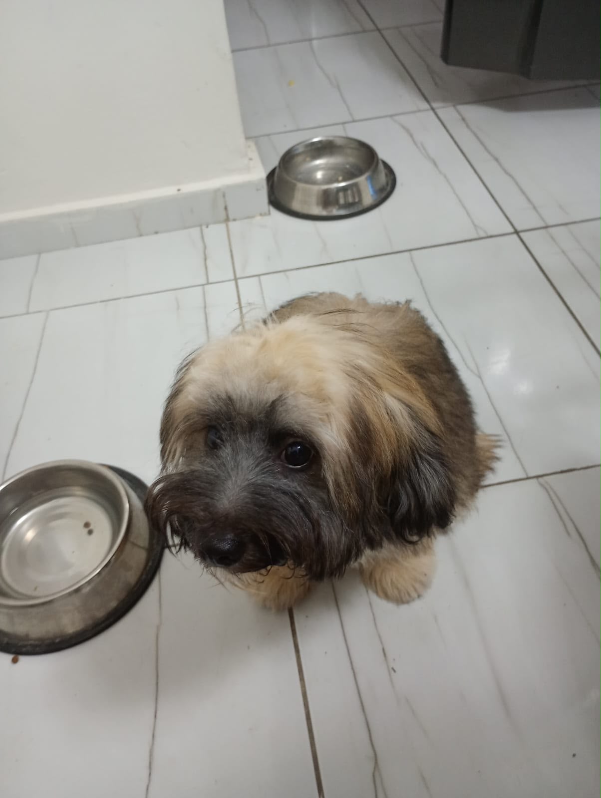 ESPECIAL CACHORRO SHIPOO MACHO 4 MESES EN UBICADO EN SANTO DOMINGO Y T Foto 7322683-1.jpg