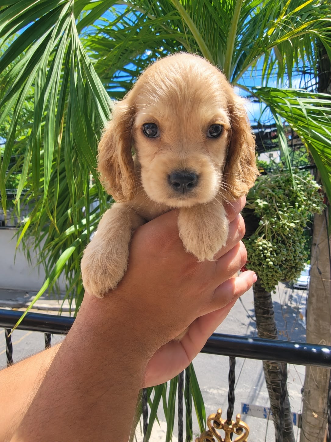 OFERTA CACHORRO COCKER SPANIEL AMBOS SEXO UBICADO EN SANTO DOMINGO Y T Foto 7322845-2.jpg