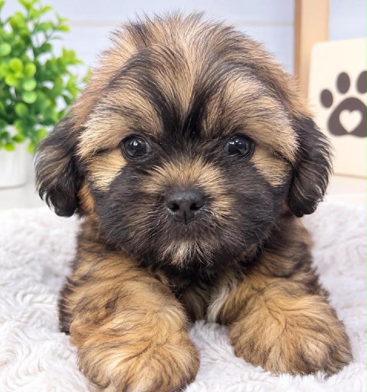OFERTA CACHORRO SHIPOO HEMBRA EN UBICADO EN SANTO DOMINGO Y TIENE SU V Foto 7322847-1.jpg