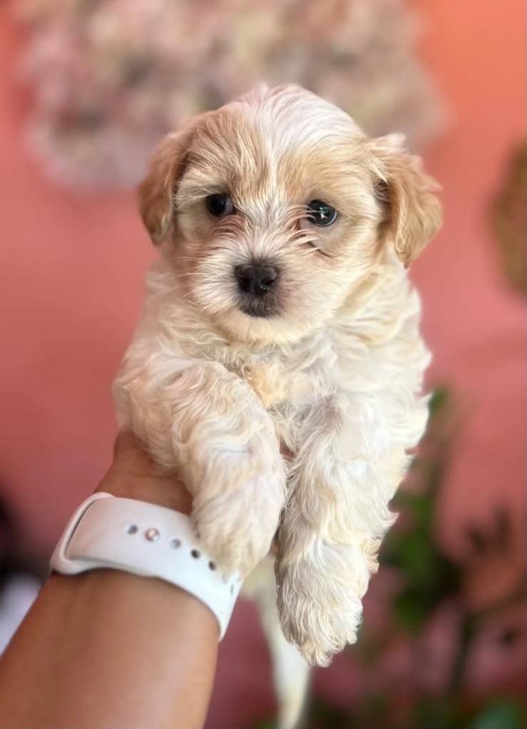 OFERTA CACHORRO MALTIPOO MACHO EN UBICADO EN SANTO DOMINGO Y TIENE SU  Foto 7322945-1.jpg