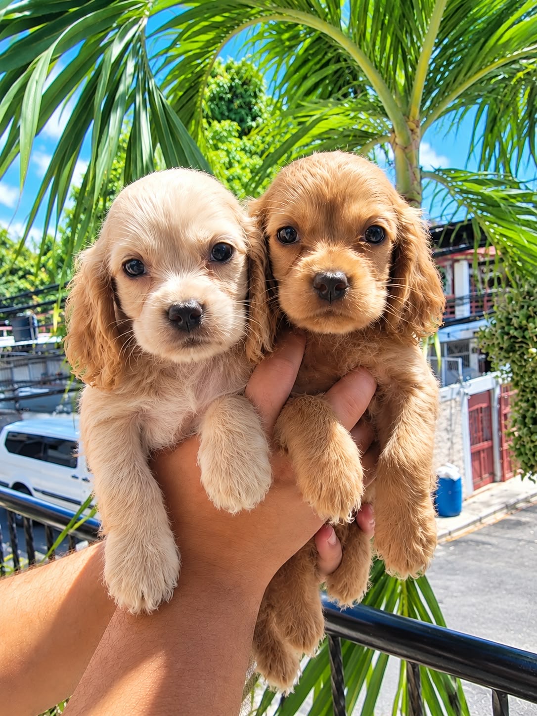 Cocker Spaniel Inglés  Foto 7323010-4.jpg