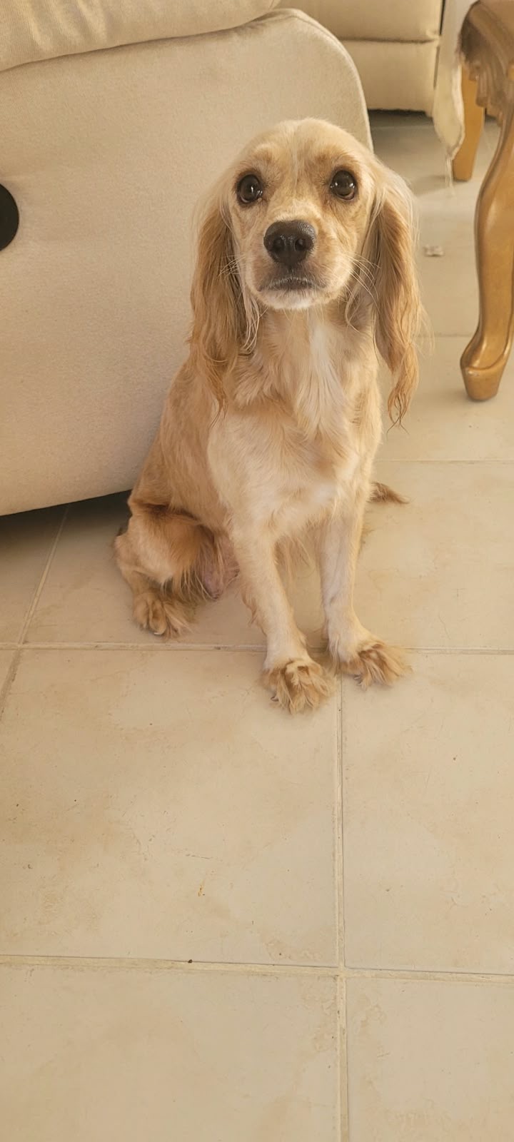 Cocker Spaniel Inglés  Foto 7323010-6.jpg