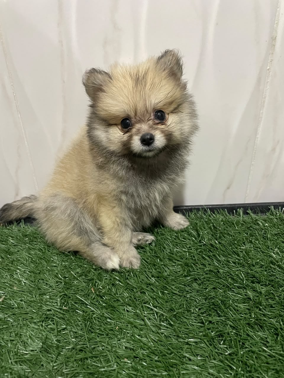 Especial de cachorro pomerania hembra en santo domingo ubicada nuestro Foto 7323030-1.jpg