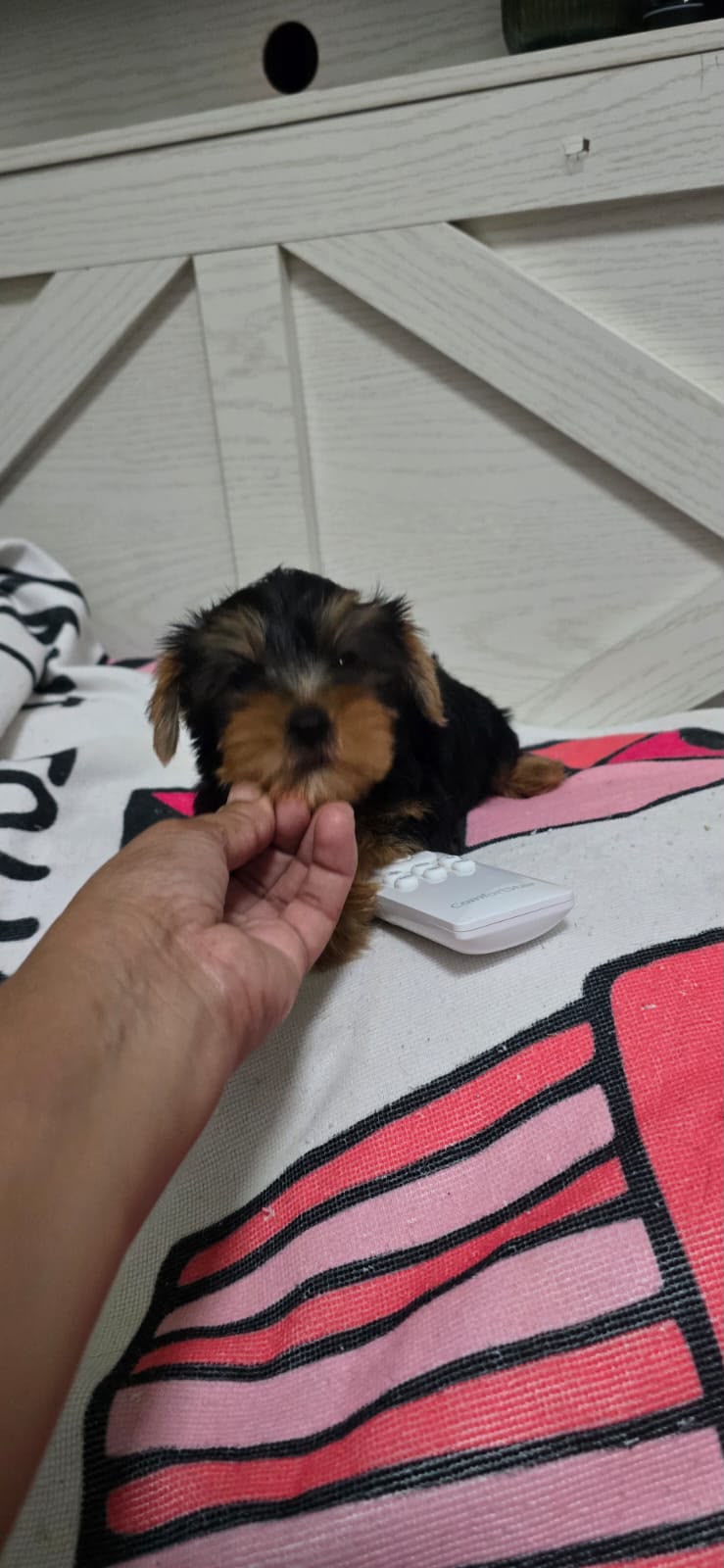 Especial de cachorro yorkie ambos sexo en santo domingo esta ubicado n Foto 7323032-1.jpg