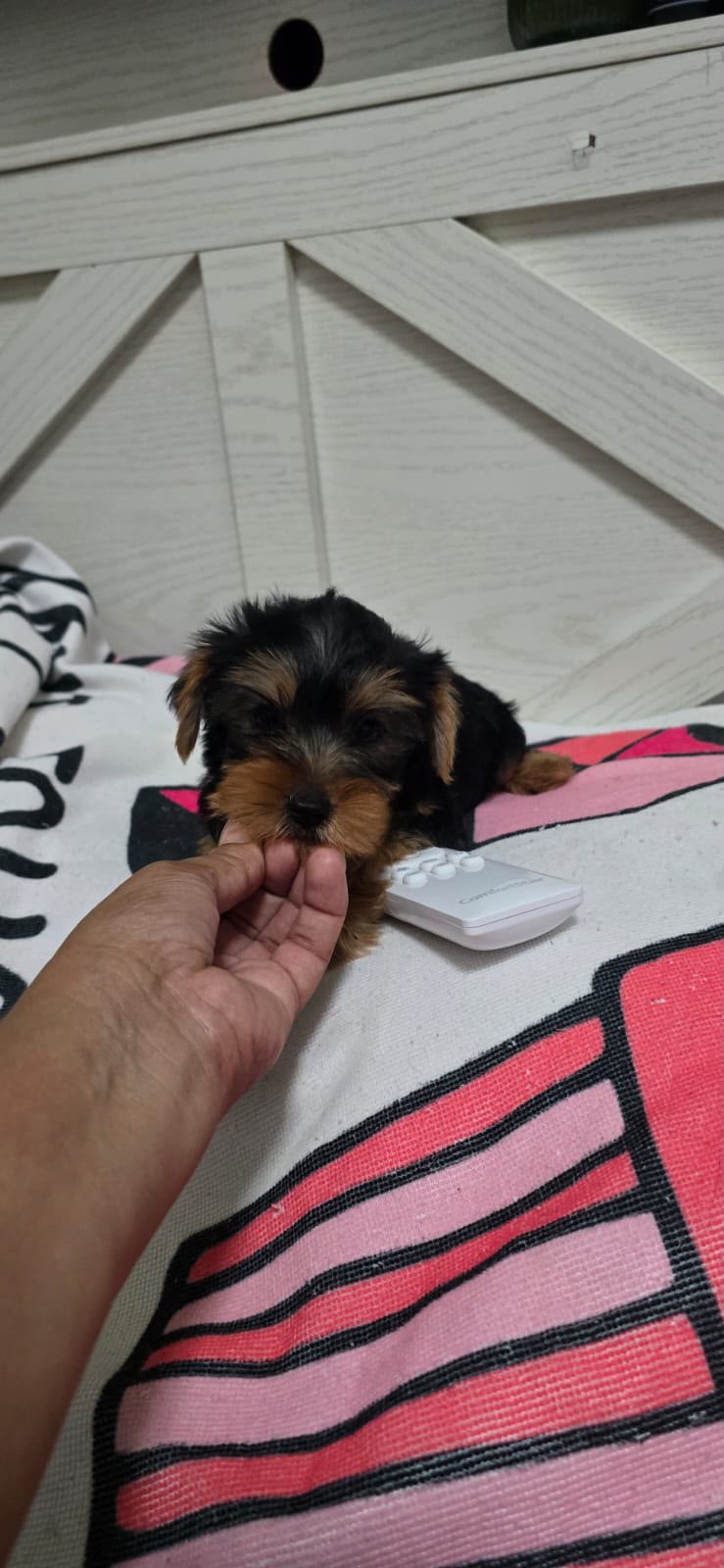Especial de cachorro yorkie ambos sexo en santo domingo esta ubicado n Foto 7323032-2.jpg