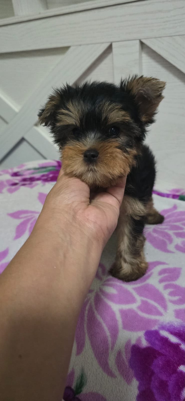 Especial de cachorro yorkie ambos sexo en santo domingo esta ubicado n Foto 7323032-5.jpg