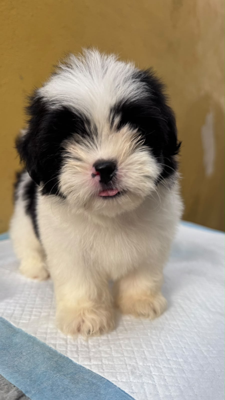Especial de cachorro shipoo ambos sexo en santo domingo esta ubicado n Foto 7323037-1.jpg