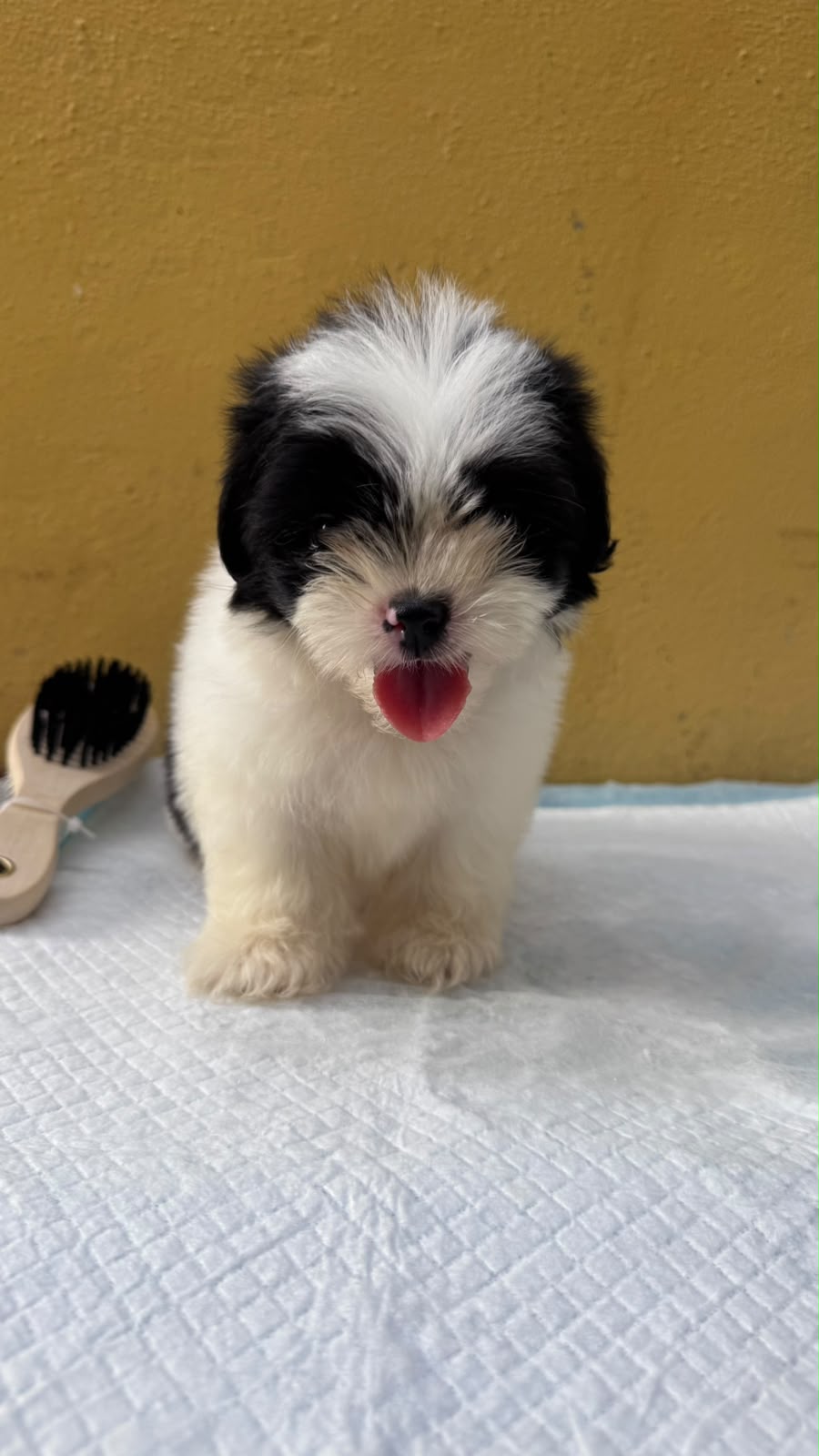 Especial de cachorro shipoo ambos sexo en santo domingo esta ubicado n Foto 7323037-4.jpg
