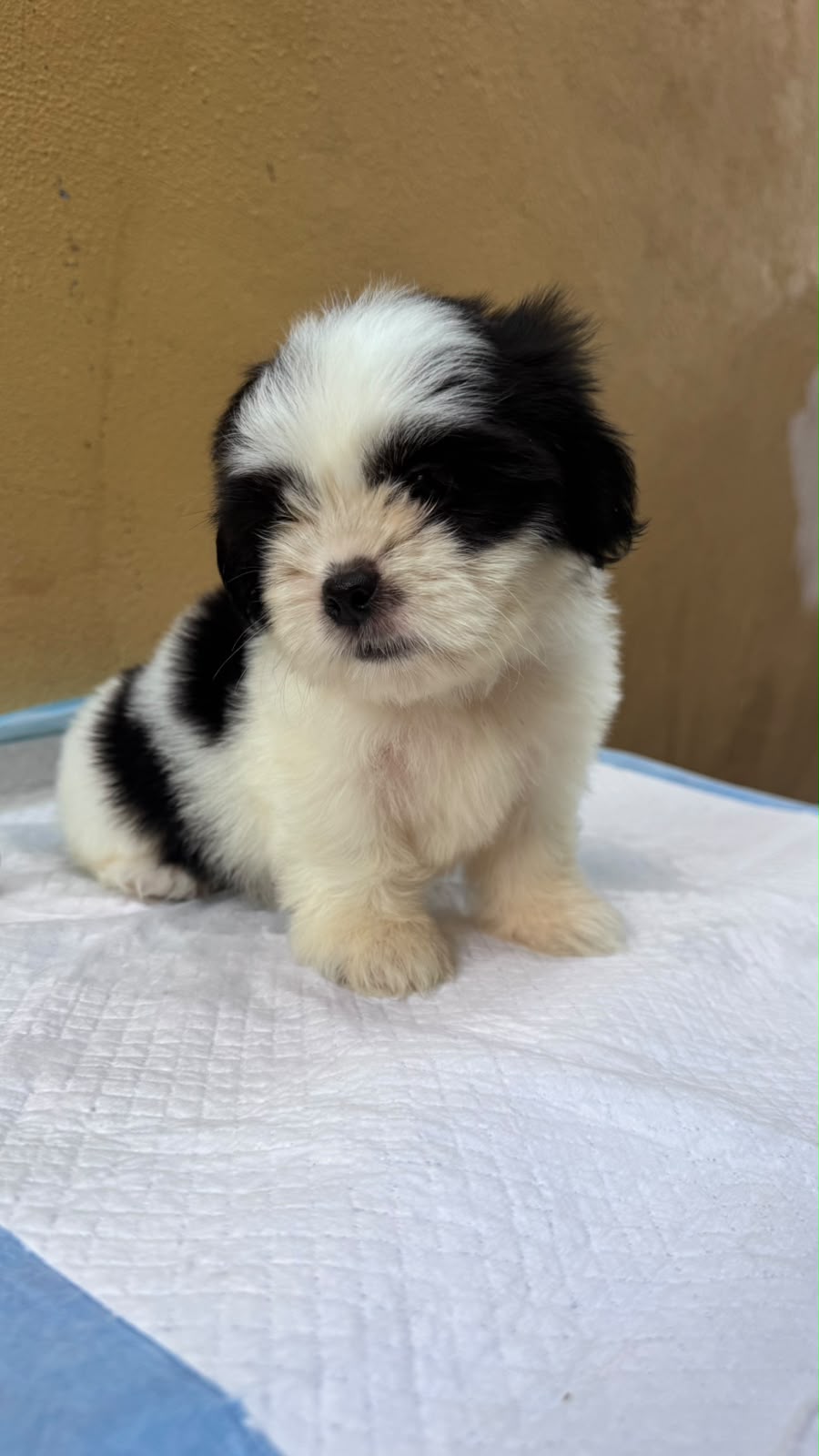 Especial de cachorro shipoo ambos sexo en santo domingo esta ubicado n Foto 7323037-5.jpg