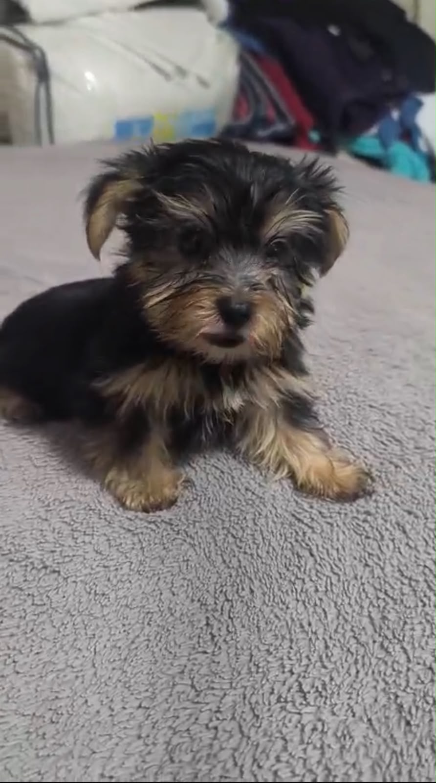 Especial de cachorro yorkie hembra en santo domingo esta ubicado nuest Foto 7323038-2.jpg
