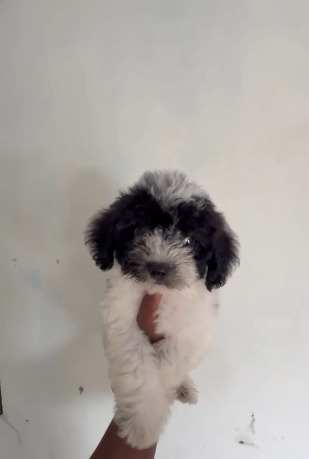 Especial de cachorro maltipoo macho en santo domingo esta ubicado nues Foto 7323039-1.jpg