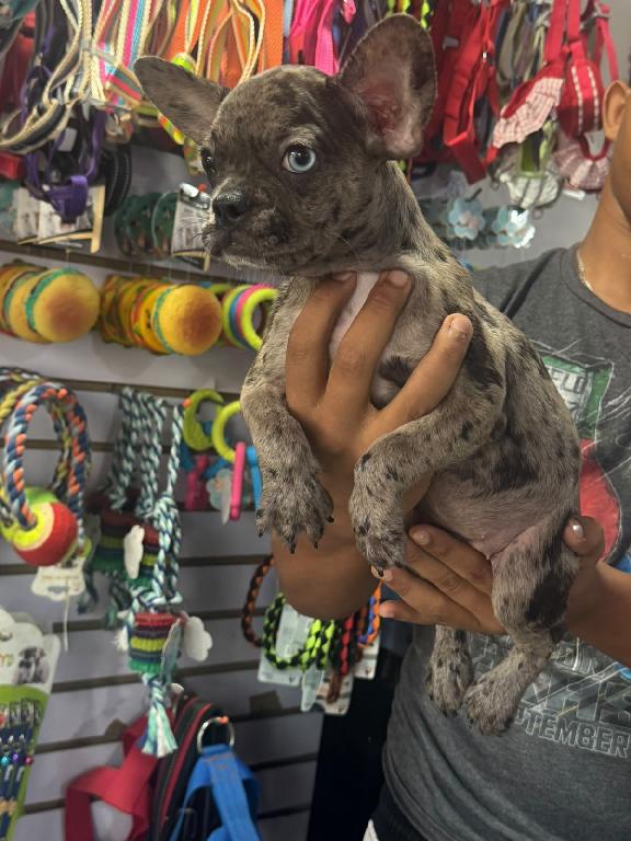 Especial de cachorro bulldog frances merle hembra en santo domingo est Foto 7323040-1.jpg