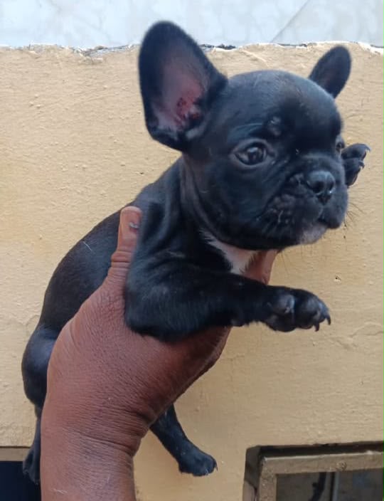 Especial de cachorro bulldog frances macho en santo domingo esta ubica Foto 7323041-2.jpg