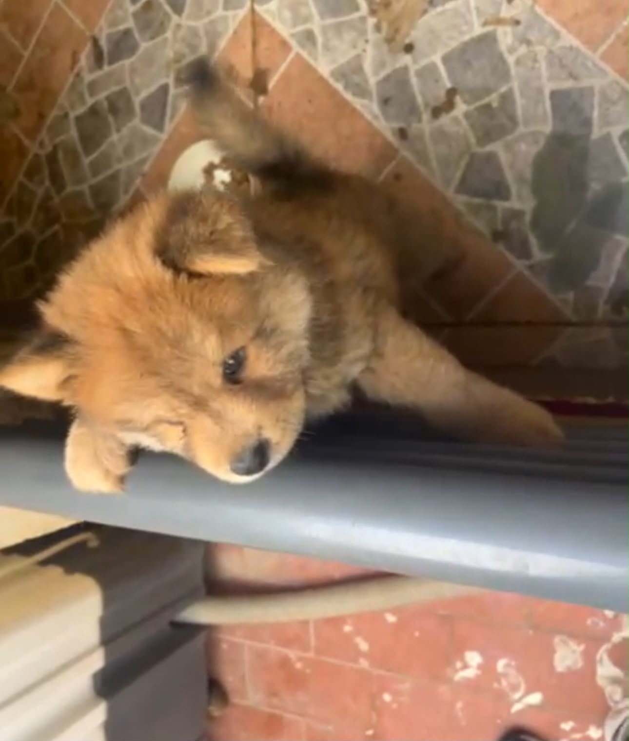 Especial de cachorro chow chow macho en santo domingo esta ubicado nue Foto 7323042-1.jpg