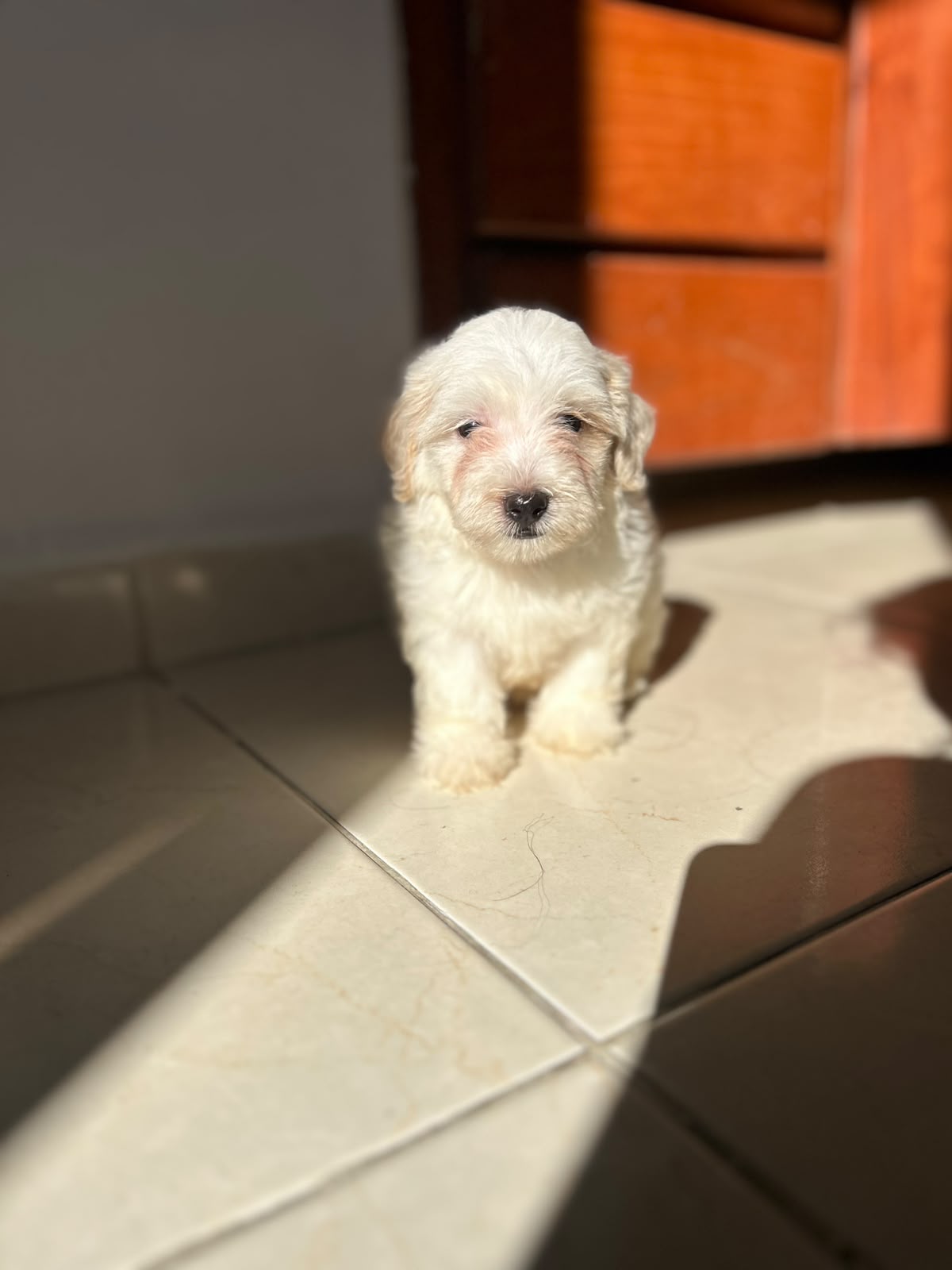 Especial de cachorro maltipoo macho en santo domingo esta ubicado nues Foto 7323045-1.jpg