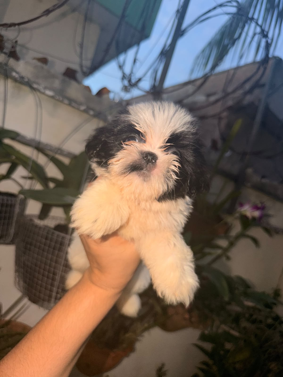 Especial de cachorro shih tzu hembra en santo domingo esta ubicado nue Foto 7323046-1.jpg