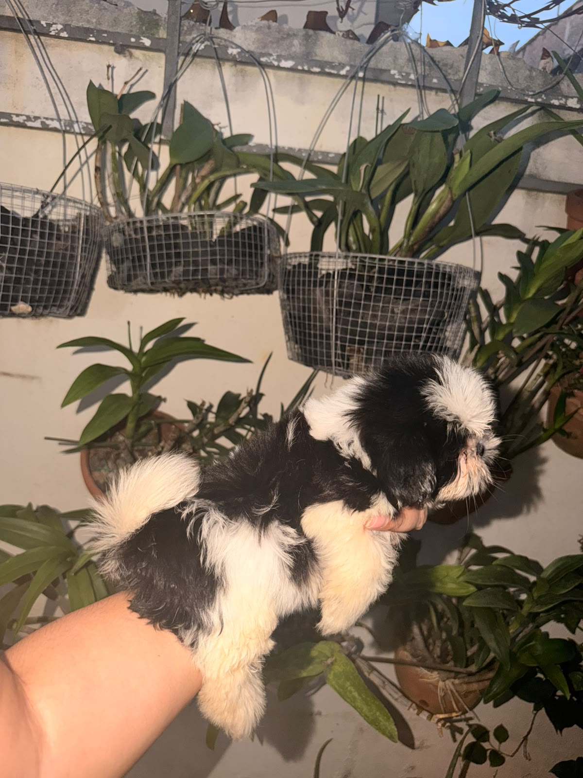 Especial de cachorro shih tzu hembra en santo domingo esta ubicado nue Foto 7323046-2.jpg