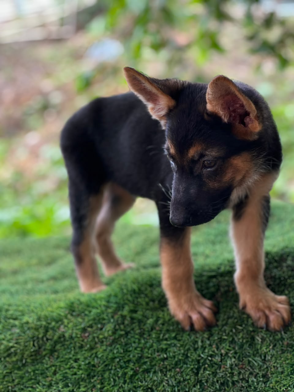 Especial de cachorro pastor aleman hembra en santo domingo esta ubicad Foto 7323047-2.jpg