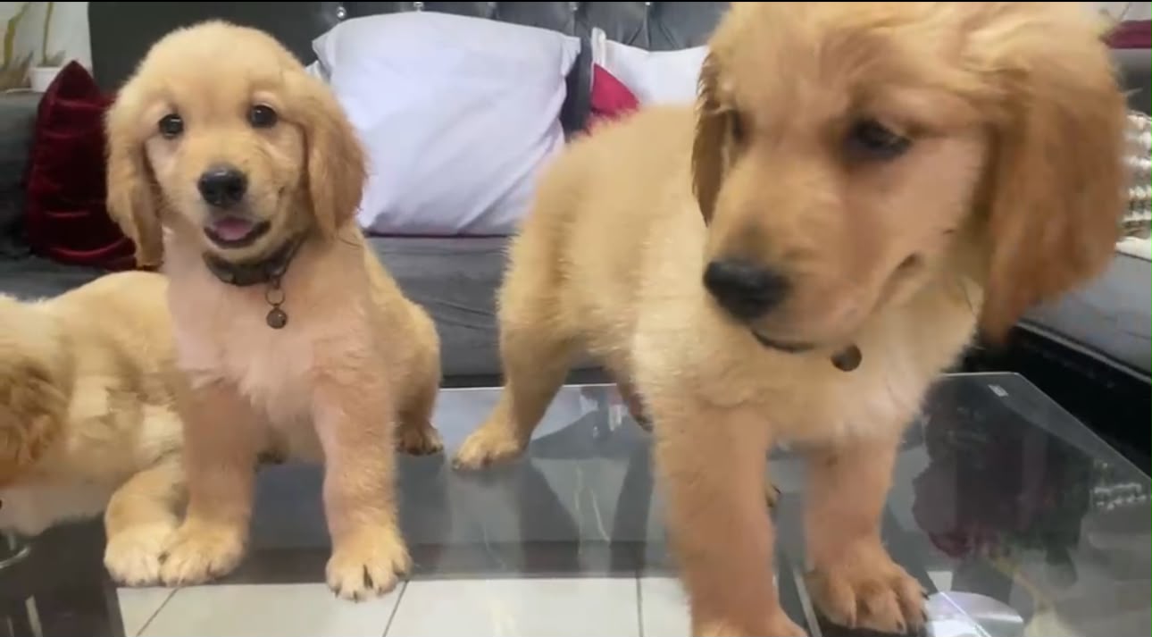 Especial de cachorro Golden Retriever macho en santo domingo esta ubic Foto 7323049-1.jpg
