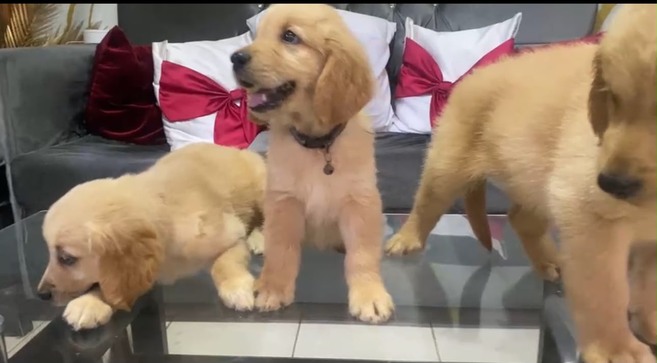 Especial de cachorro Golden Retriever macho en santo domingo esta ubic Foto 7323049-2.jpg